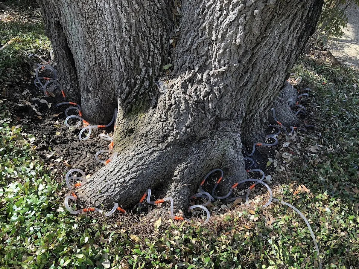 Detailed Tree Cabling and Bracing job site in Bannock