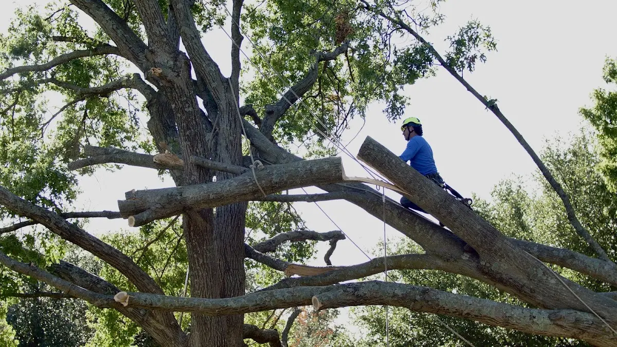 Professional Crown Thinning performed by certified arborists in Bannock