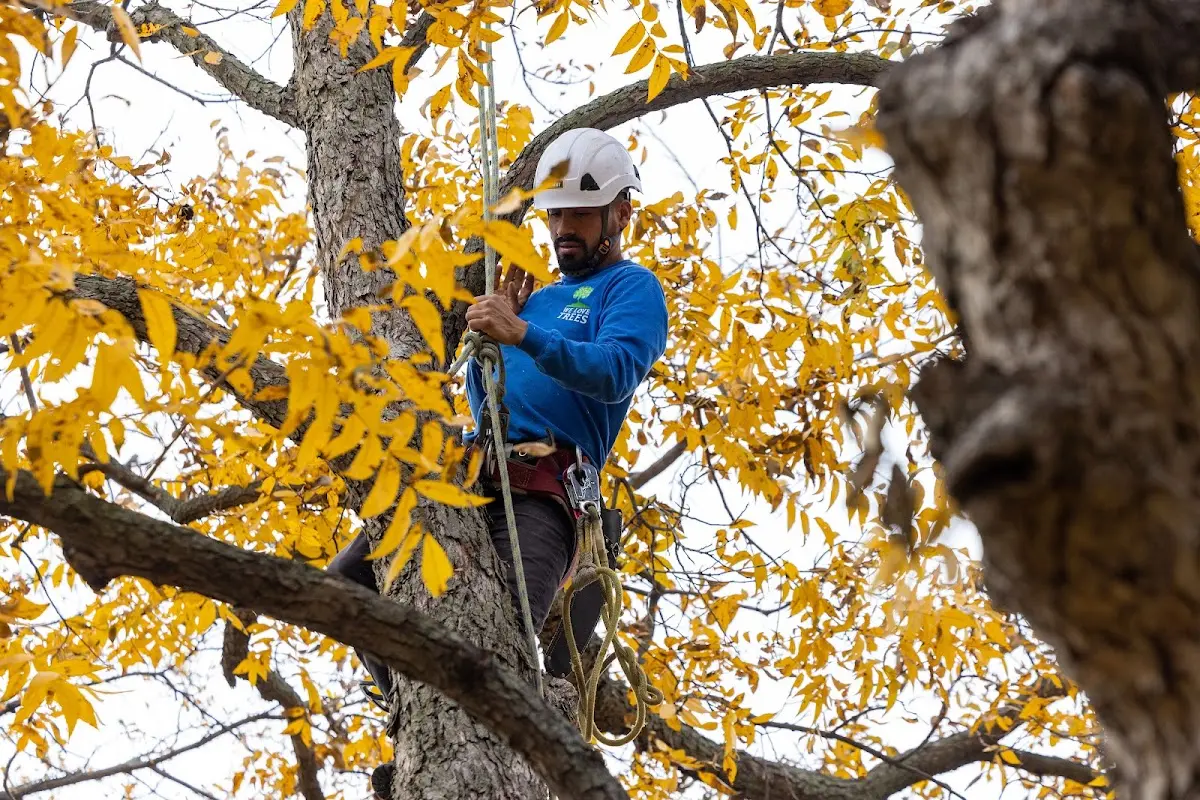 Skilled Tree Pruning crew working in Bannock